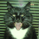 dexs avatar