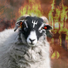 Kraxblots avatar