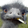 Mumlan-i-Malmos avatar