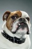 MrBulldoggs avatar