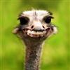 PowerDaltons avatar