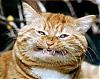 Mr.kittehs avatar