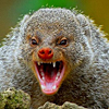 Tihihis avatar