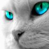 Cementbarns avatar