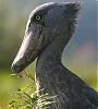 Shoebills avatar