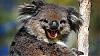 KaptenKoalas avatar