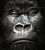 GorillaMans avatar