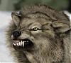 swe-wolfs avatar