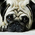 Retters avatar