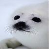 HarpSeals avatar