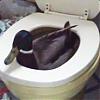 WC-ankas avatar