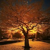 Novemberaftons avatar