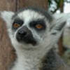 Lemurias avatar