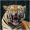 Malay.Tigers avatar