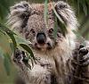 KoalaGunnars avatar