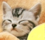 kattfrkens avatar