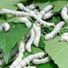 SilkWorms avatar