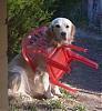 Hundstols avatar