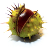Nolands avatar