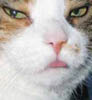 bastets avatar