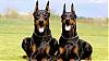 LordDogs avatar