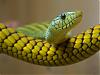 Reptilreaktions avatar