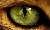 WildEyess avatar