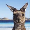 Aussiesss avatar