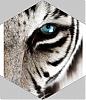 tigrinnan14s avatar