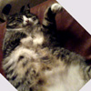 kkms avatar