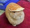 PellePannkakas avatar
