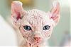 Nakedcats avatar