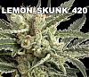 lemon-skunk-420s avatar