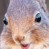 sothonans avatar