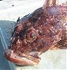 fiskavdelningens avatar