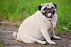peggypugs avatar