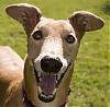 greyhounds avatar