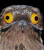 Schemebirds avatar