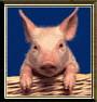 roras avatar