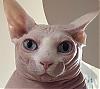 FelisMargaritas avatar