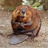 Bvern_gbgs avatar
