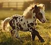 PonyStars avatar