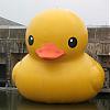 QuackDucks avatar