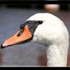 Pelicans avatar