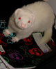 Stinkos avatar