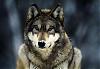 Wolfs.Bloods avatar