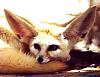 Fenneks avatar