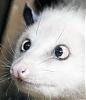 peak81s avatar