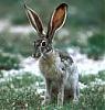 jackrabbits avatar