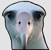 Enads avatar